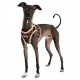 Pettorina Baxter Harness B