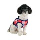 Pettorina Puppia QUINN HARNESS B