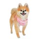Pettorina Pinkaholic LANA HARNESS C