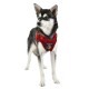 Pettorina Colonel Harness B