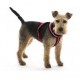 Comfy Harness