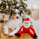 Gioco Zippy Paws Holiday Crinkle -Santa - Small
