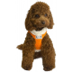 Pettorina Teddycozy Arancione