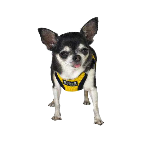 Pettorina Petrilly Giallo