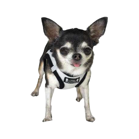 Pettorina Petrilly Bianco