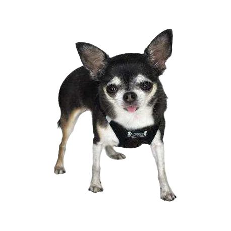 Pettorina Petrilly Marrone