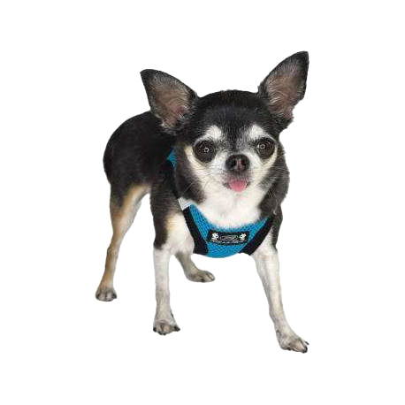 Pettorina Petrilly Celeste