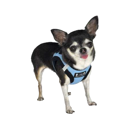 Pettorina Petrilly Azzurro