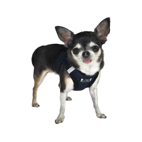 Pettorina Petrilly Navy