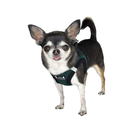 Pettorina Petrilly Verde