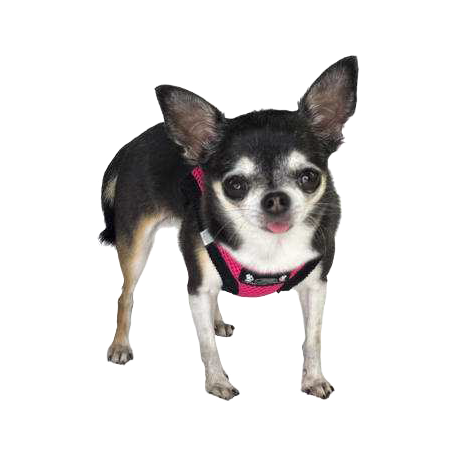 Pettorina Petrilly Fucsia