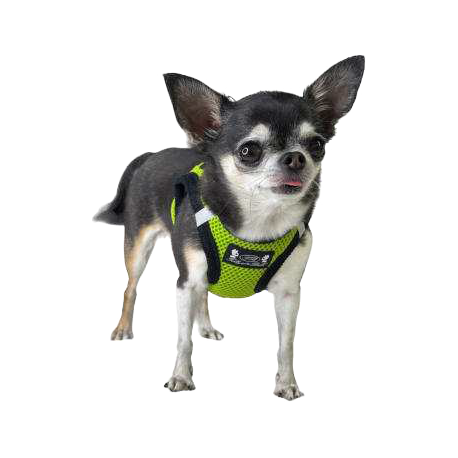 Pettorina Petrilly Verde Mela