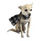 Miss Dog Foulard