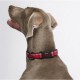 HALTI Walking Walking Collar Blue - Collare